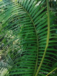 Full frame shot of green leaf