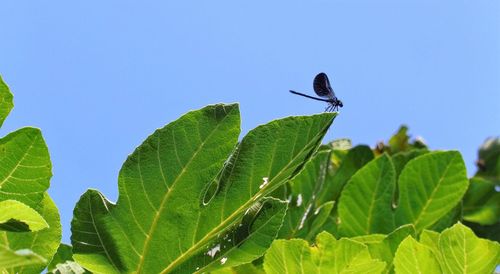 Close-up of butterfly on plant