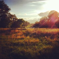 Scenic view of grassy field against sky