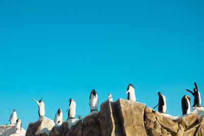 Low angle view of birds perching against clear blue sky