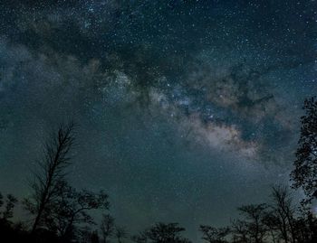 Low angle view of trees against sky at night