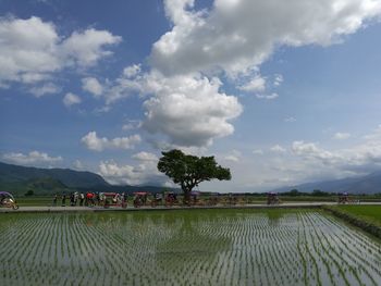 Scenic view of agricultural field against sky