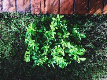 Close-up of fresh green plants