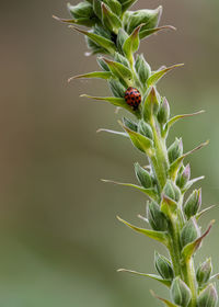 Close-up of insect on plant