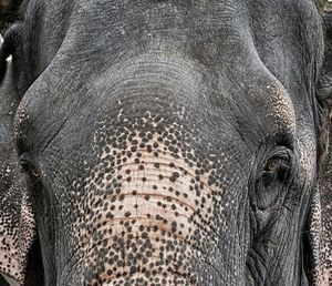 Full frame shot of elephant