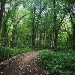 View of trees in forest