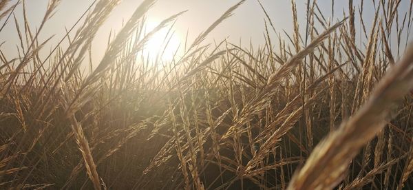 Close-up of wheat growing on field against sky