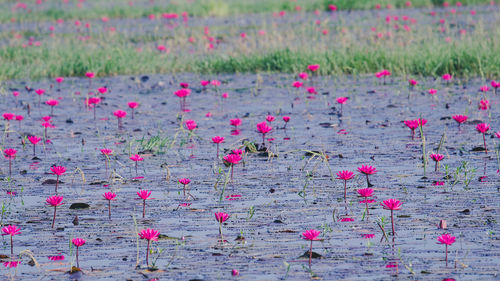 Close-up of pink flowering plants on field