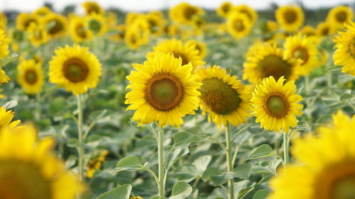 Close-up of yellow flowering plants on field