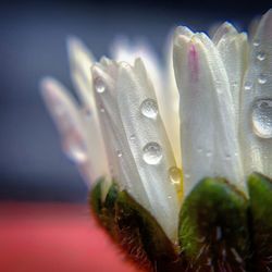 Close-up of water drops on flower