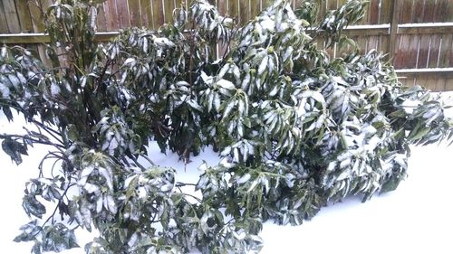 Low angle view of trees