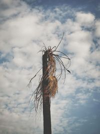 Low angle view of dry plant against sky