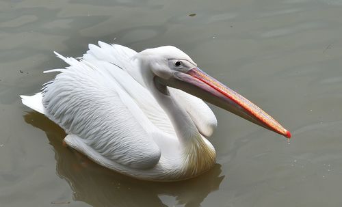 Close-up of pelican swimming in lake