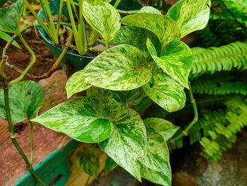 Close-up of leaves