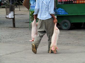 Low section of man holding piglets while walking on street