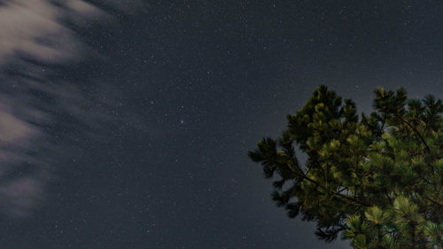 Low angle view of tree against sky at night