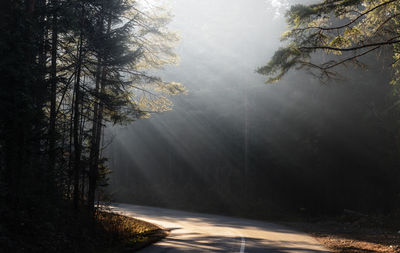 Road amidst trees