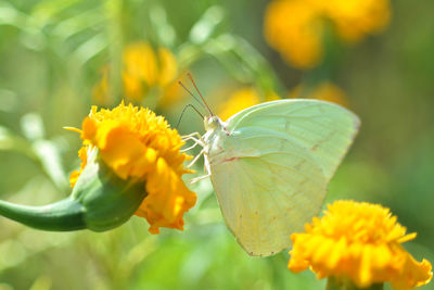 Close-up of butterfly pollinating on yellow flower