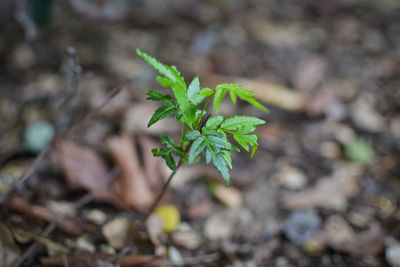 Close-up of small plant growing on field