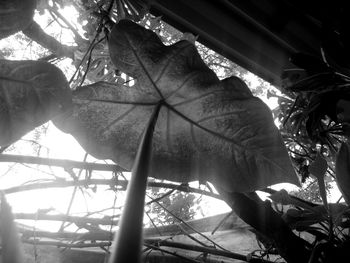 Low angle view of flower tree