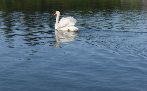 Swan swimming in lake