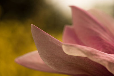 Close-up of flower blooming outdoors