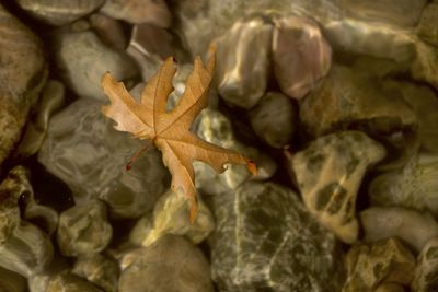 Full frame shot of dry leaves