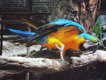 Close-up of a bird perching on tree trunk