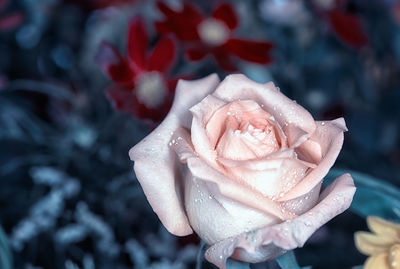 Close-up of hand holding rose
