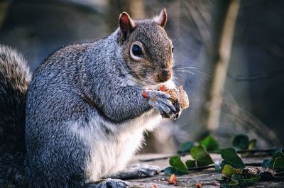 Close-up of squirrel eating food