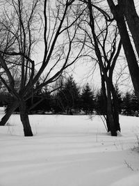 Bare trees on snow covered field