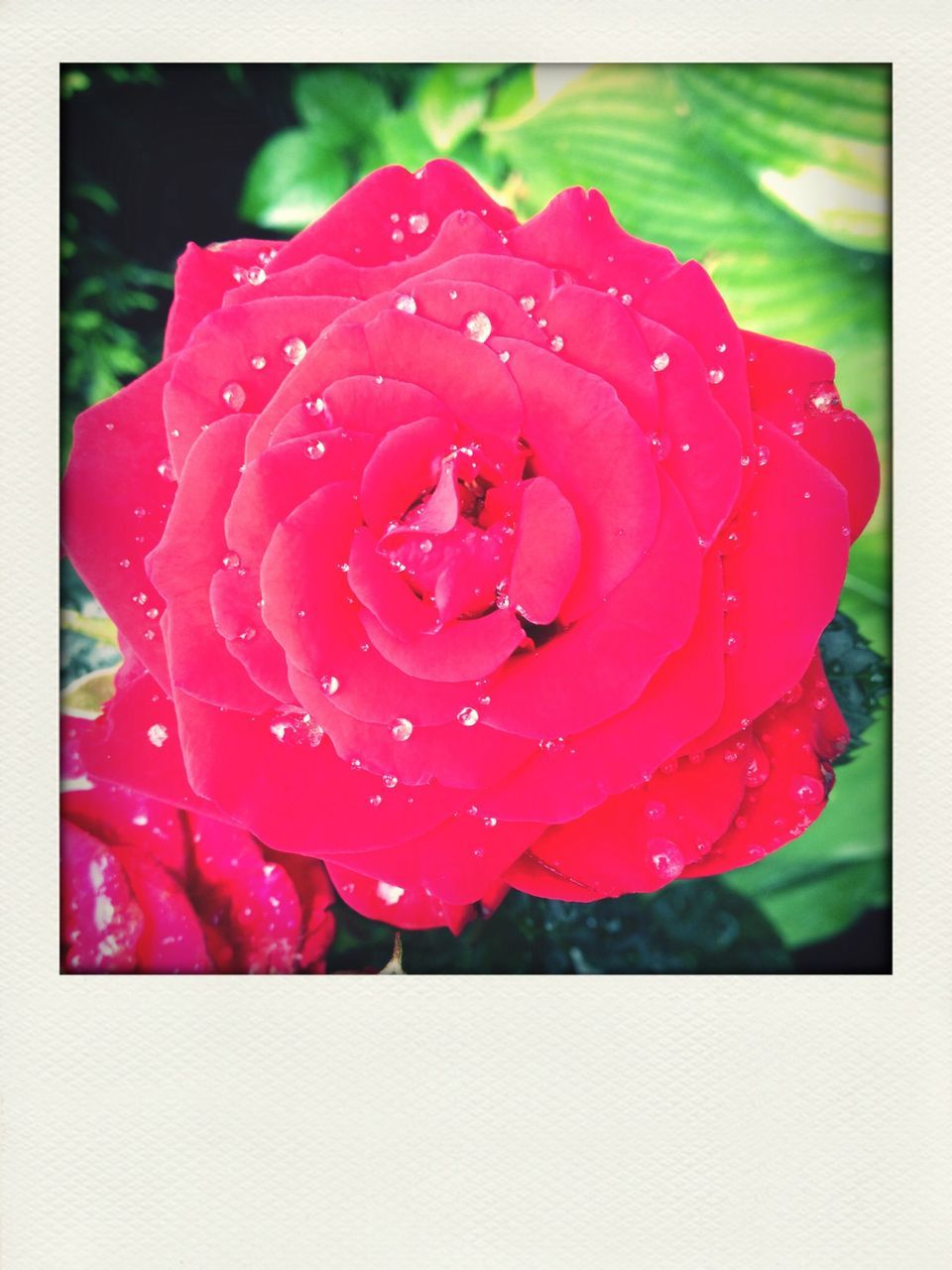 transfer print, freshness, flower, petal, drop, flower head, fragility, close-up, water, red, beauty in nature, wet, growth, single flower, rose - flower, auto post production filter, nature, focus on foreground, dew, blooming