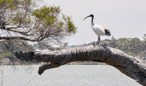 Gray heron perching on tree by lake