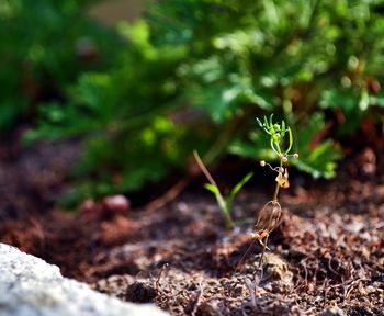 Close-up of spider on plant