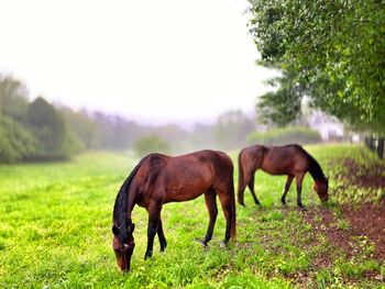 Horse grazing in field