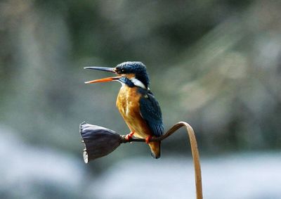 Close-up of kingfisher perching on plant pod stem