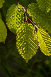 Close-up of leaves