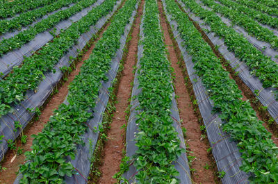 High angle view of flowering plants on field