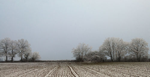 Bare trees on field against clear sky during winter