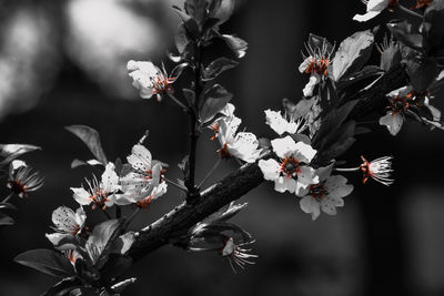 Close-up of cherry blossom