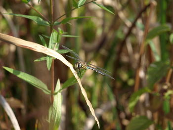 Close-up of insect on plant