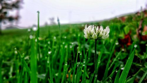 Close-up of plant growing on field