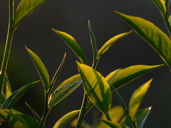 green