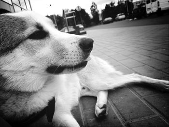 Close-up of dog relaxing on pathway