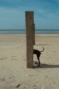 View of wooden post on beach against sky