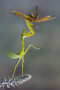 Close-up of insect on plant