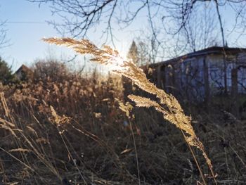 Close-up of dry plant on field against sky