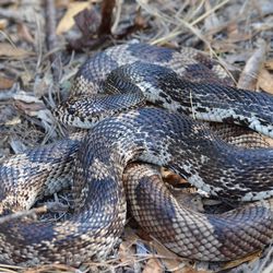 Florida pine snake