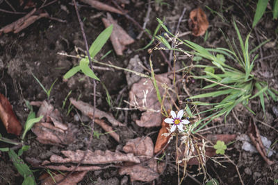 Close-up of plants growing on field