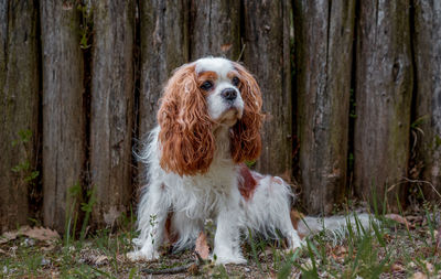 spaniel